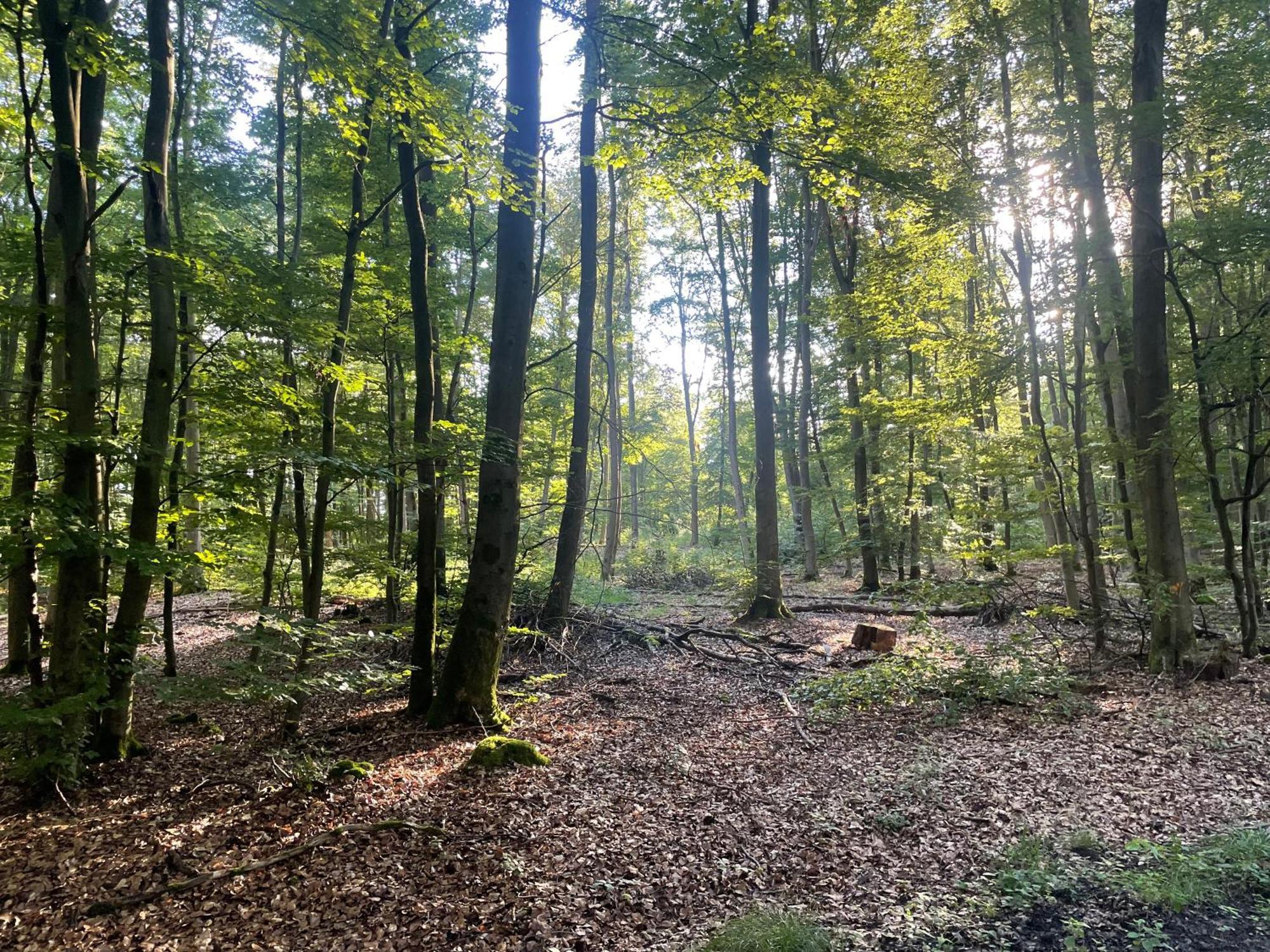 Gaestehaus Koehler Waldsolms Exteriör bild